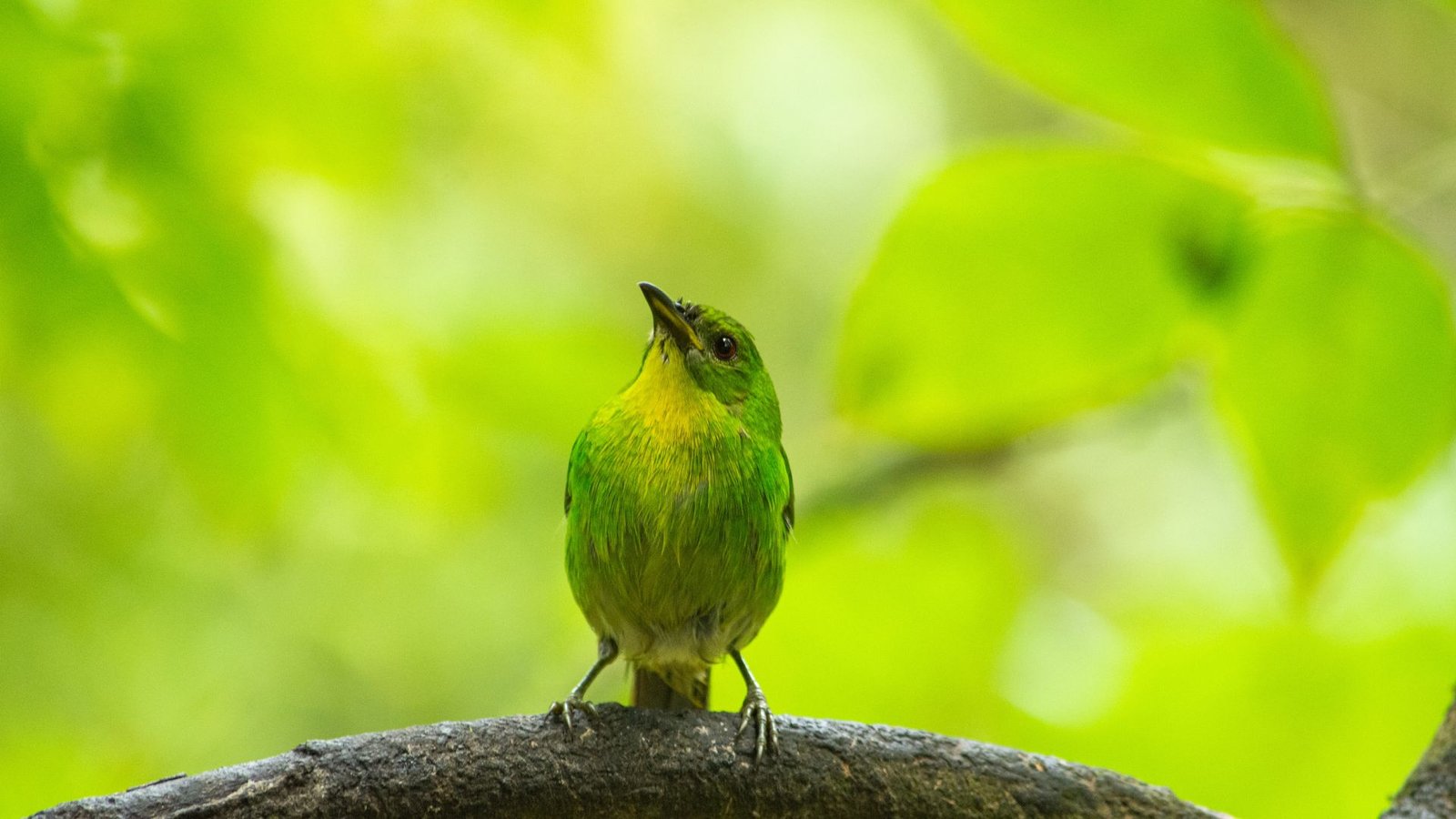 Bird Watching